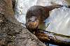 ueno_zoo_5979_mini.jpg