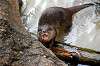 ueno_zoo_5980_mini.jpg