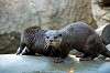 ueno_zoo_5981_mini.jpg