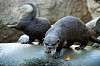 ueno_zoo_5982_mini.jpg