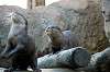 ueno_zoo_5983_mini.jpg