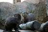 ueno_zoo_5984_mini.jpg