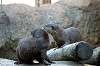 ueno_zoo_5985_mini.jpg