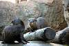 ueno_zoo_5986_mini.jpg