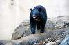 ueno_zoo_5987_mini.jpg