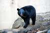 ueno_zoo_5988_mini.jpg