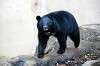 ueno_zoo_5989_mini.jpg
