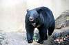 ueno_zoo_5991_mini.jpg
