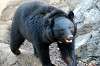 ueno_zoo_5993_mini.jpg