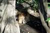 ueno_zoo_5994_mini.jpg