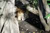 ueno_zoo_5995_mini.jpg