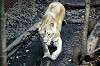ueno_zoo_5996_mini.jpg