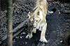 ueno_zoo_5998_mini.jpg