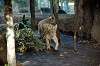 ueno_zoo_6000_mini.jpg
