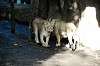 ueno_zoo_6005_mini.jpg