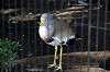 ueno_zoo_6011_mini.jpg