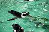 ueno_zoo_6049_mini.jpg