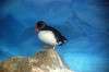 ueno_zoo_6064_mini.jpg