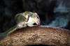ueno_zoo_6100_mini.jpg