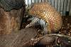 ueno_zoo_6122_mini.jpg