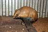 ueno_zoo_6127_mini.jpg