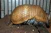 ueno_zoo_6130_mini.jpg