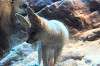 ueno_zoo_6149_mini.jpg