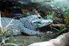 ueno_zoo_6170_mini.jpg