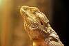 ueno_zoo_6173_mini.jpg