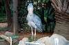 ueno_zoo_6178_mini.jpg