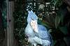 ueno_zoo_6180_mini.jpg
