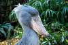 ueno_zoo_6189_mini.jpg