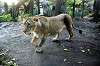 ueno_zoo_6198_mini.jpg