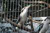 ueno_zoo_6215_mini.jpg