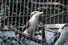 ueno_zoo_6216_mini.jpg