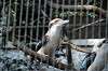 ueno_zoo_6217_mini.jpg