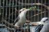ueno_zoo_6220_mini.jpg