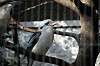 ueno_zoo_6223_mini.jpg