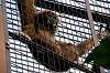 ueno_zoo_6248_mini.jpg