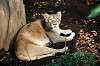 ueno_zoo_6251_mini.jpg