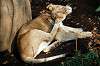 ueno_zoo_6273_mini.jpg