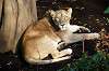 ueno_zoo_6288_mini.jpg