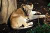 ueno_zoo_6290_mini.jpg