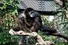 ueno_zoo_6299_mini.jpg