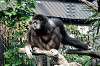 ueno_zoo_6301_mini.jpg