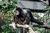 ueno_zoo_6302_mini.jpg