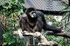 ueno_zoo_6306_mini.jpg
