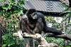 ueno_zoo_6307_mini.jpg