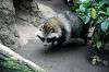 ueno_zoo_6318_mini.jpg