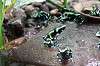 ueno_zoo_6342_mini.jpg